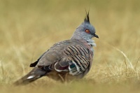 Holub hnedochocholaty - Ocyphaps lophotes - Crested Pigeon o7180